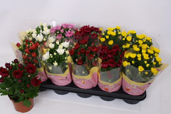 <h4>CHRYS GEVULDBL GEM</h4>