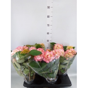 Hydrangea mac. 'Hovaria Ripple'