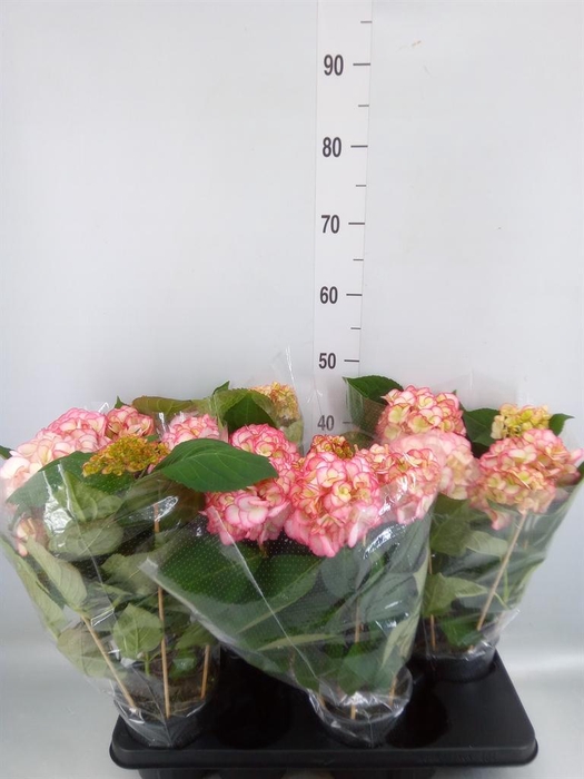 <h4>Hydrangea mac. 'Hovaria Ripple'</h4>