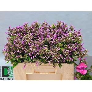 PHLOX P PINK EYES