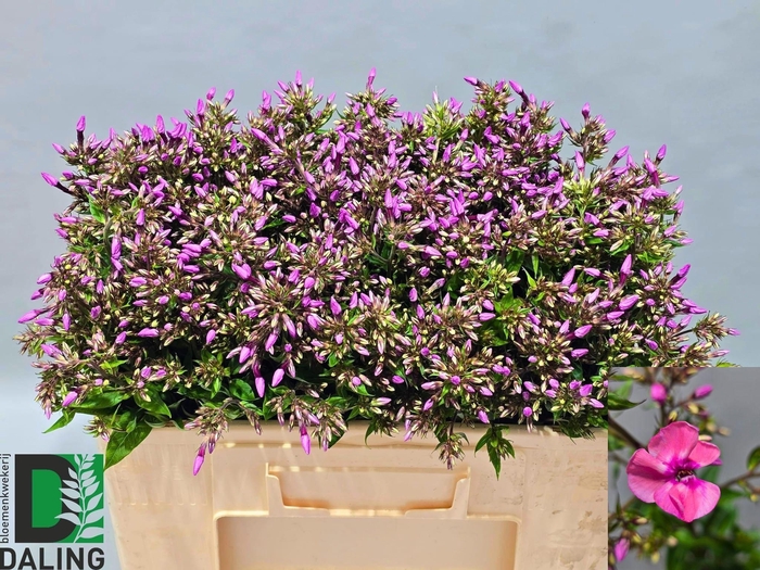 <h4>PHLOX P PINK EYES</h4>