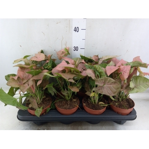 Syngonium podop.