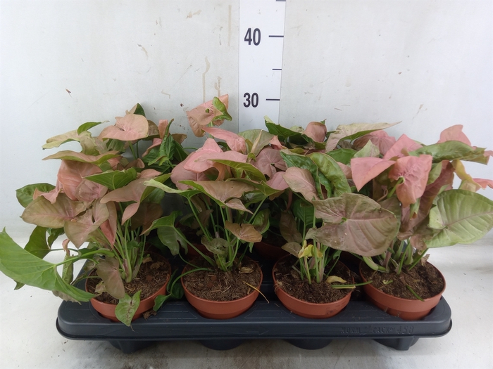 <h4>Syngonium podop.</h4>