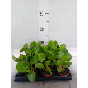 PILEA PEPEROMIOIDES