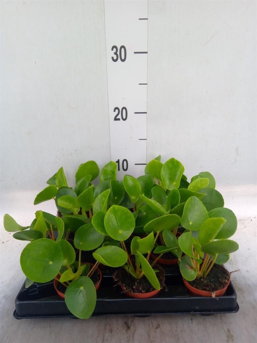 <h4>PILEA PEPEROMIOIDES</h4>