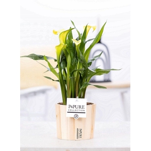 Zantedeschia yellow in P&PURE Wood 5