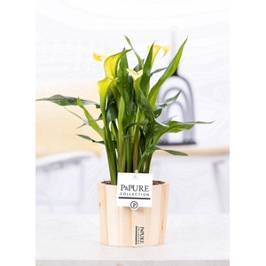 Zantedeschia yellow in P&PURE Wood 5
