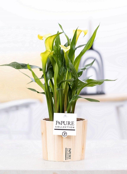 <h4>Zantedeschia yellow in P&PURE Wood 5</h4>
