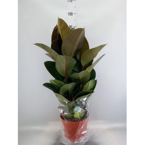 Ficus elastica 'Robusta'