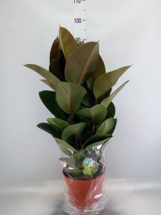 <h4>Ficus elastica 'Robusta'</h4>