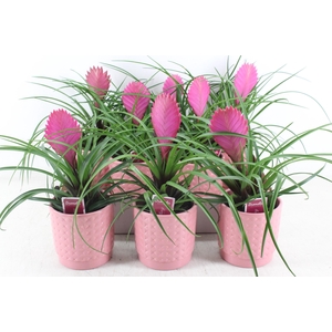 arr3 ZS - Pot bubble pink till. anita