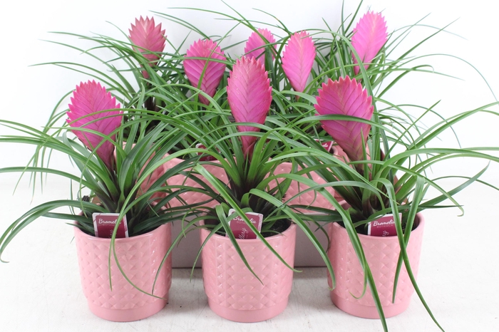 <h4>arr3 ZS - Pot bubble pink till. anita</h4>