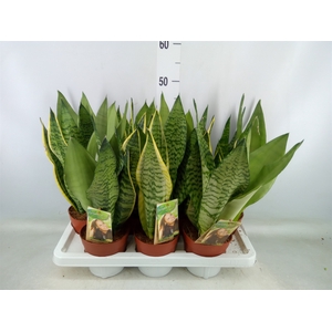 Sansevieria trifa.   ...