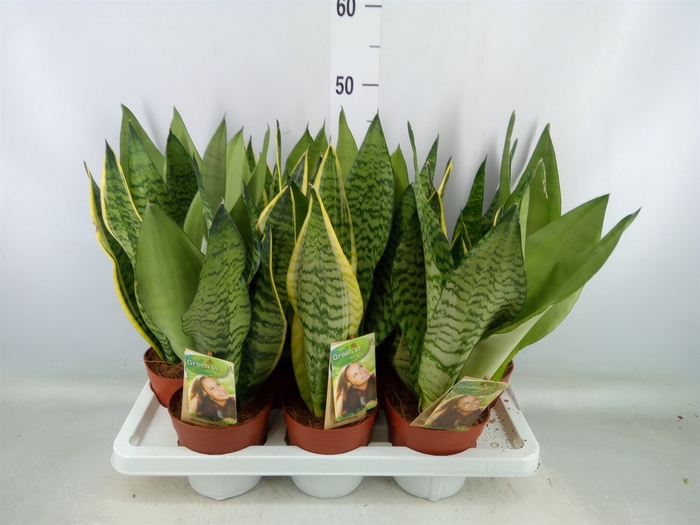 <h4>Sansevieria trifa.   ...</h4>