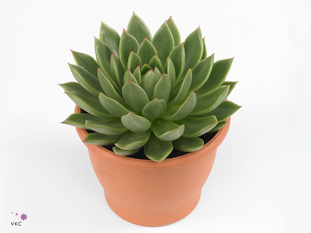 Echeveria agavoides