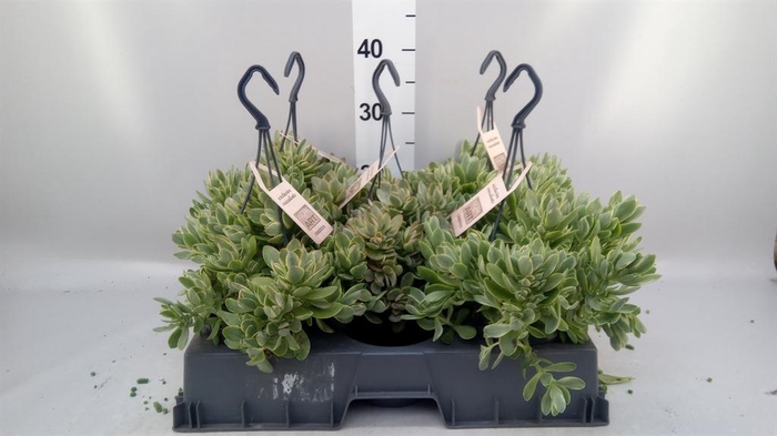 <h4>Crassula ...</h4>