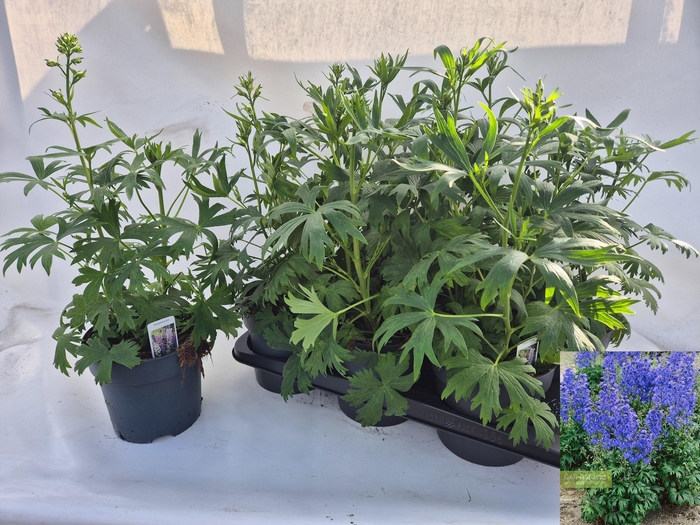 <h4>DELP B PICCOLO</h4>