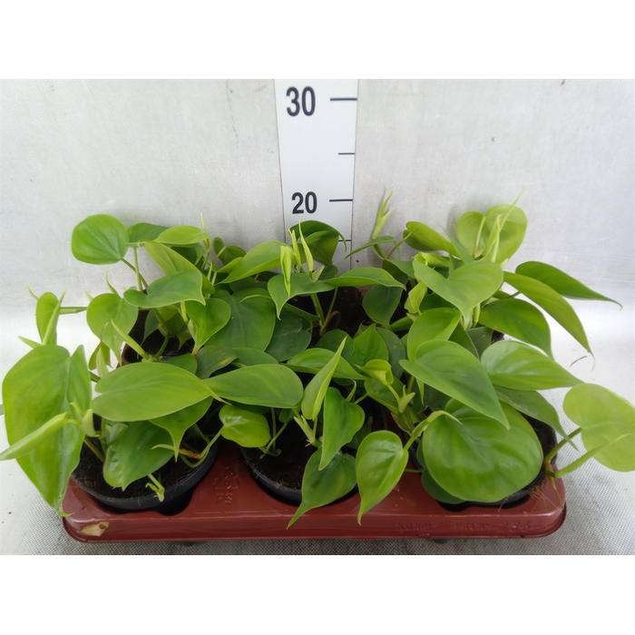 <h4>Philodendron scand.</h4>