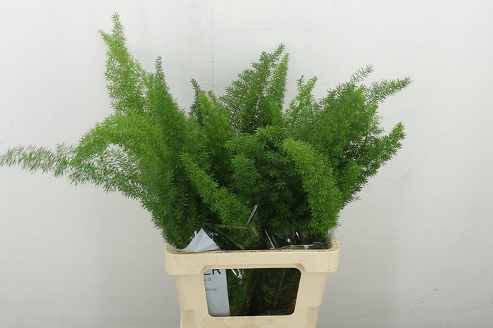 <h4>Asp Dens Meyers</h4>