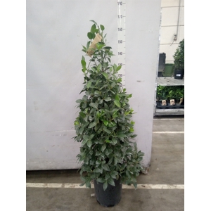 Laurus nobilis