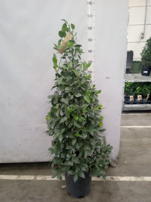 <h4>Laurus nobilis</h4>