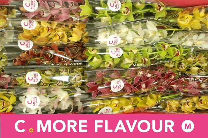 <h4>CYMB MI GEM</h4>