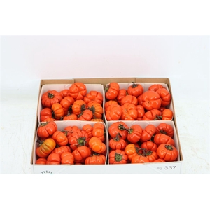 Sier Cuc Solanum X4