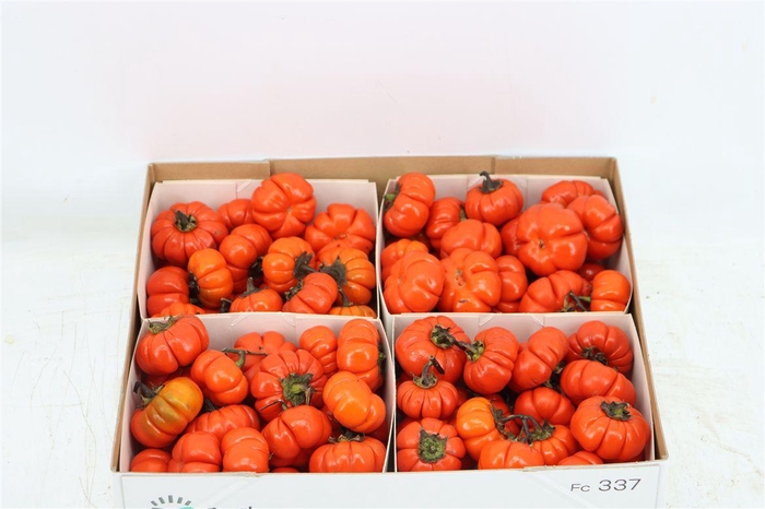 <h4>Sier Cuc Solanum X4</h4>