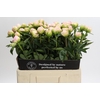 Paeonia Miss America