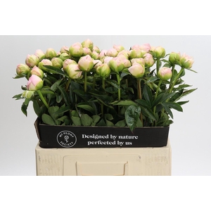 Paeonia Miss America