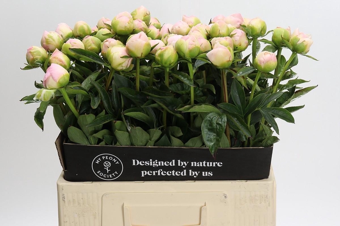 <h4>Paeonia Miss America</h4>