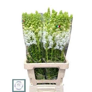 Antir Potomac Early Whity