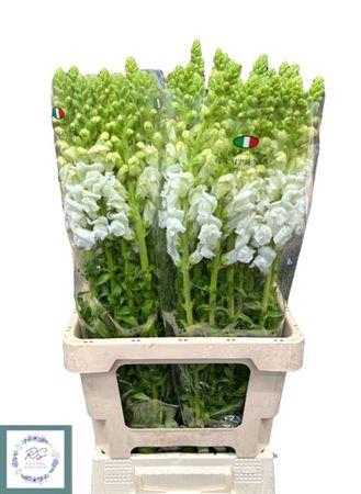 <h4>Antir Potomac Early White</h4>