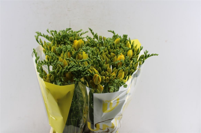 <h4>Fr Du Ballade Yellow</h4>