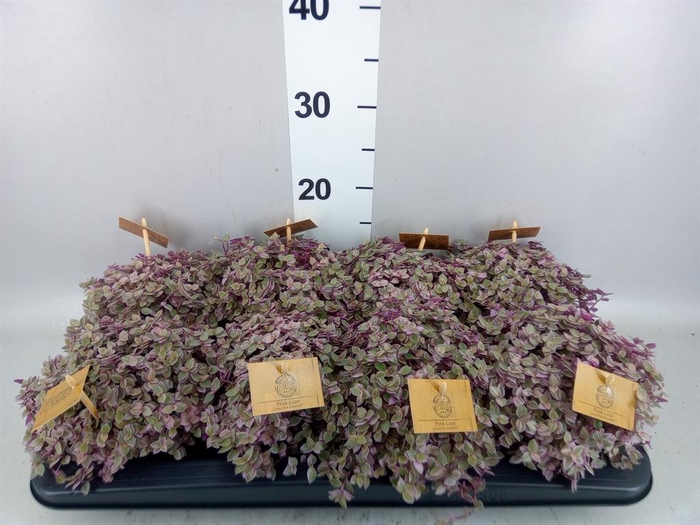 <h4>Callisia repens 'Rosato'</h4>