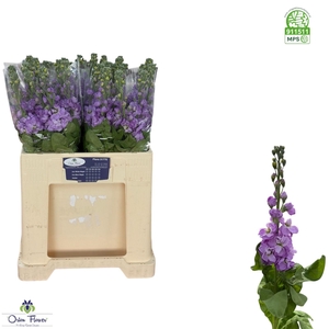 MATTH FIGARO LAVENDE