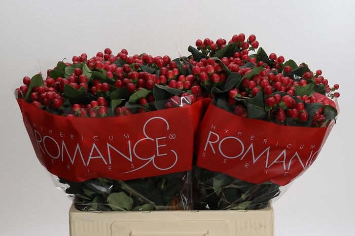 <h4>HYP TRUE ROMANCE</h4>
