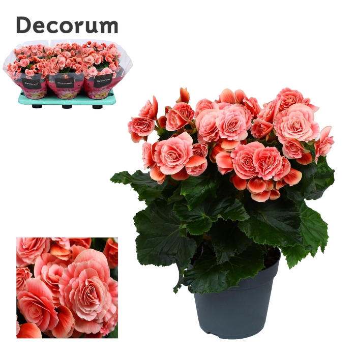 <h4>BEGONIA BORIAS P14 DECORUM</h4>