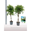 Ficus Exotica