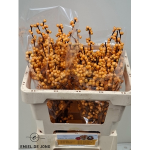 ILEX VE GOLD VERBOOM
