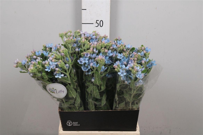 <h4>Oxy Co Tan Pure Blu</h4>