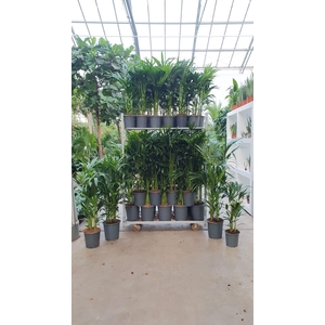 Howea forsteriana Mixkar