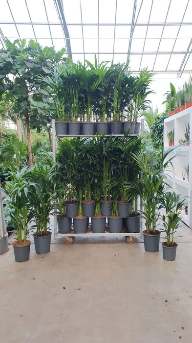 <h4>Howea forsteriana Mixkar</h4>
