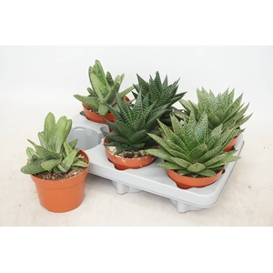 ALOE GEM