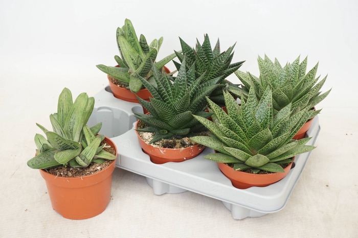 <h4>ALOE GEM</h4>