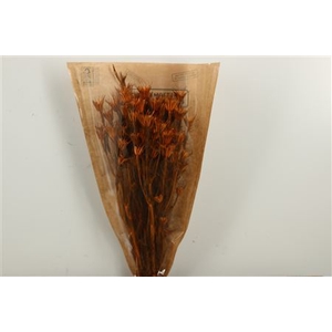 Dried Nigella Orientalis Orange Bunch Slv