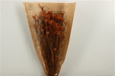 <h4>Dried Nigella Orientalis Orange Bunch Slv</h4>