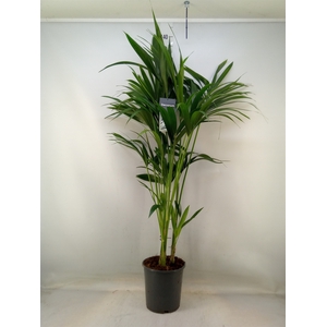 Howea forsteriana