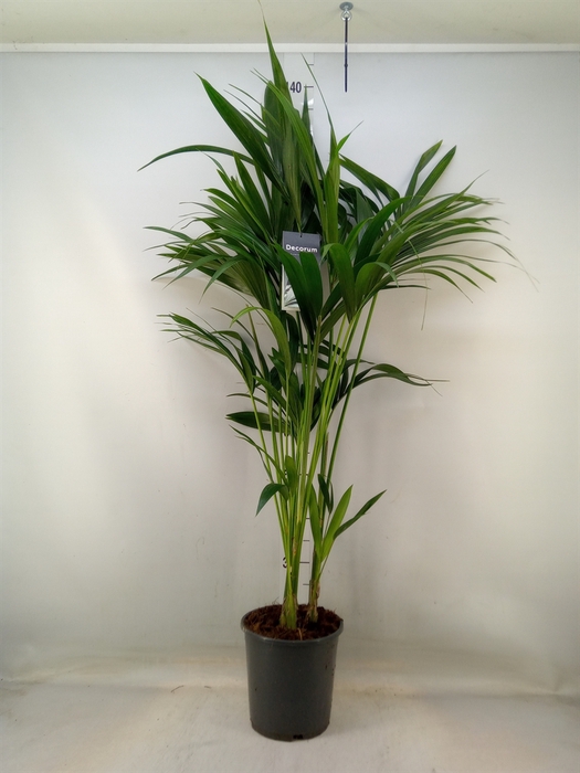 <h4>Howea forsteriana</h4>
