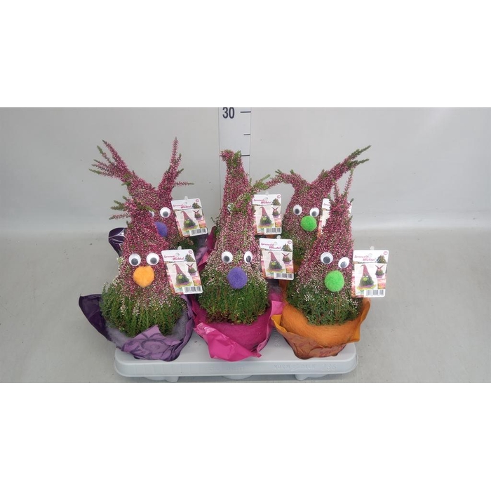 <h4>Calluna vulg. ...</h4>